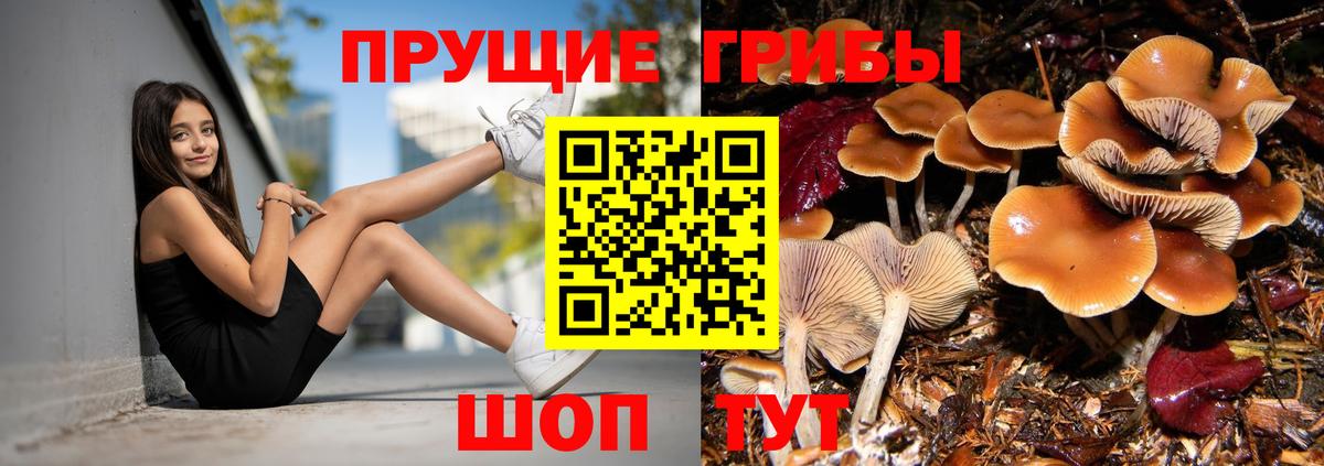 закладка  Псилоцибиновые грибы Psilocybe  Вход с VPN  Кореновск  Галлюциногенные грибы Psilocybe 